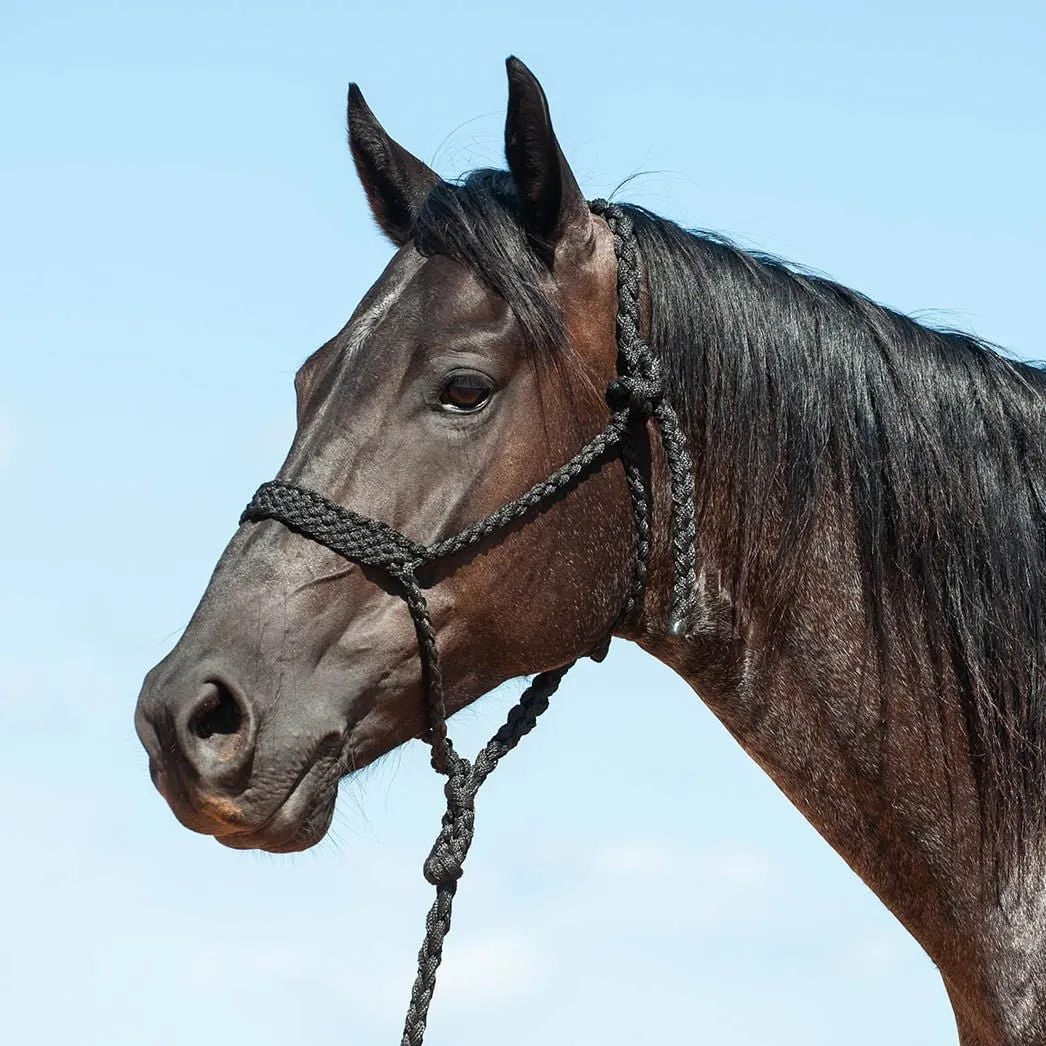 Braided Mule Tape Halter w/ 9' Lead