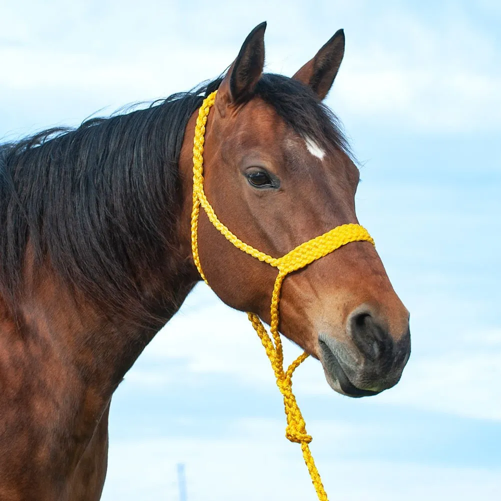 Braided Mule Tape Halter w/ 9' Lead