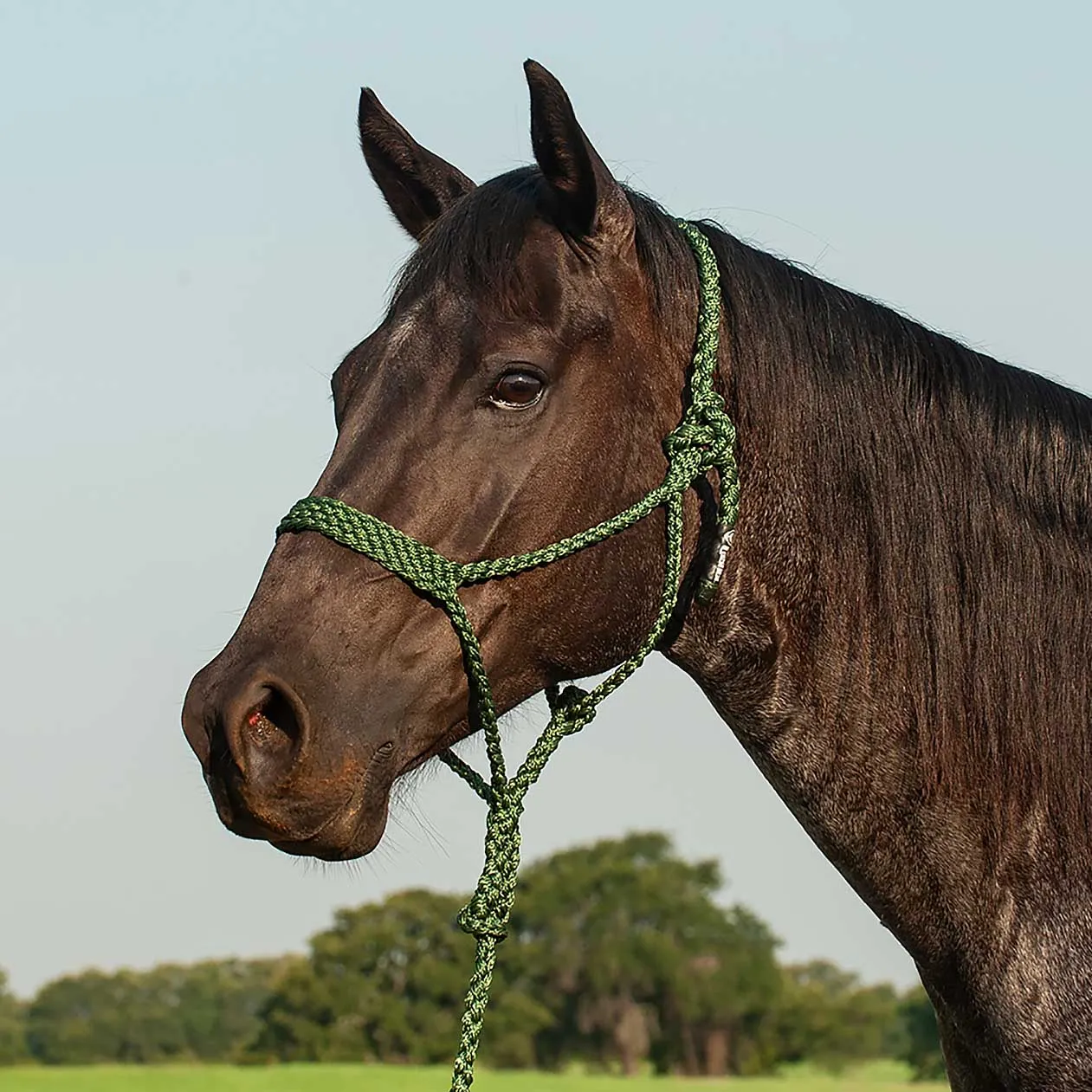 Braided Mule Tape Halter w/ 9' Lead